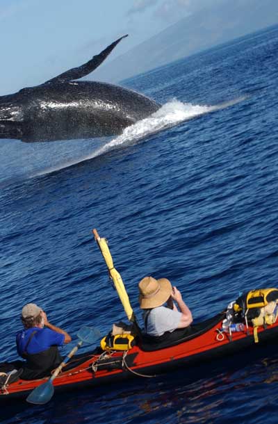 kayak whale