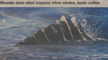 damaged whale